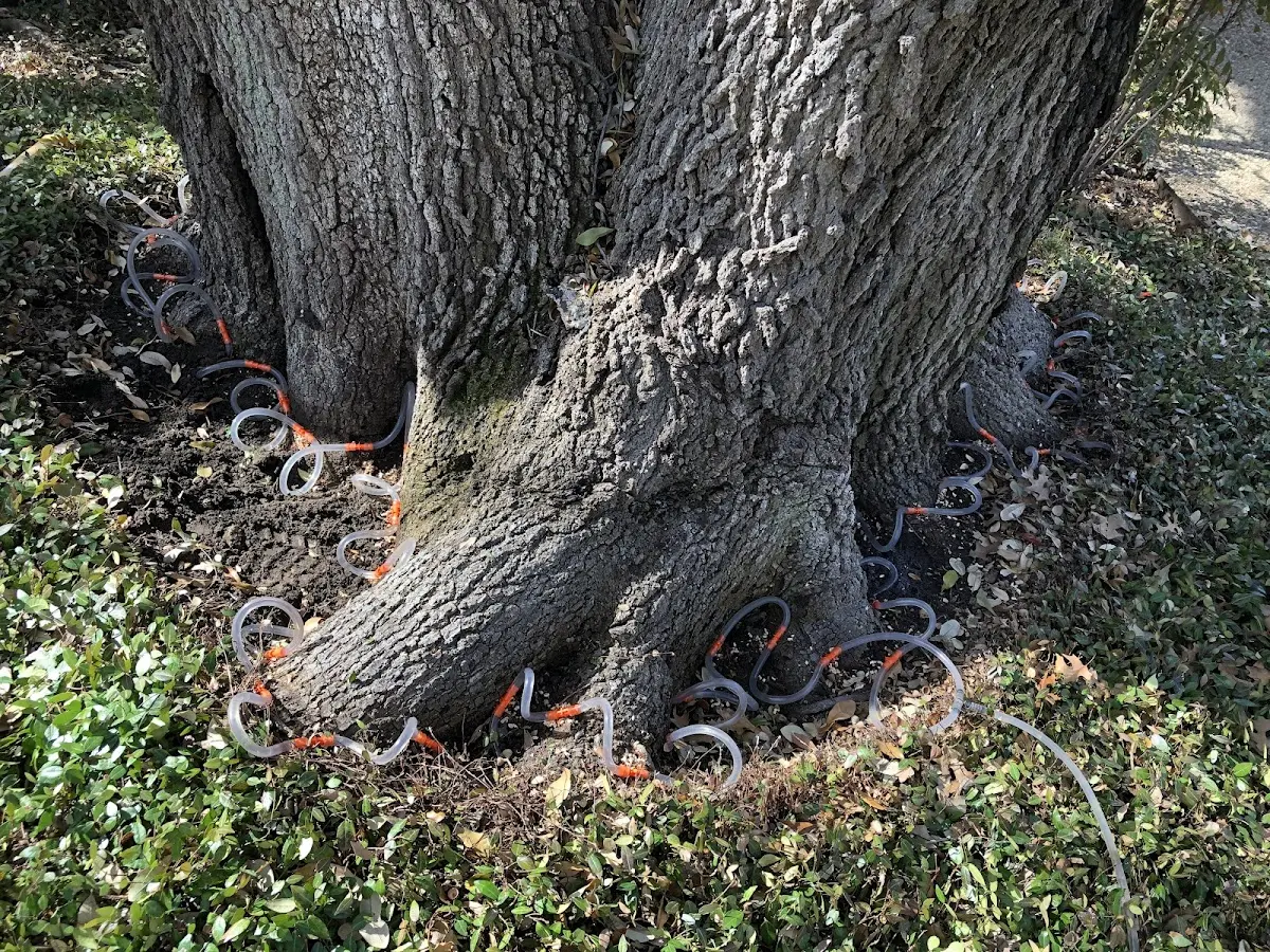 Detailed Tree Cabling and Bracing job site in Lowber