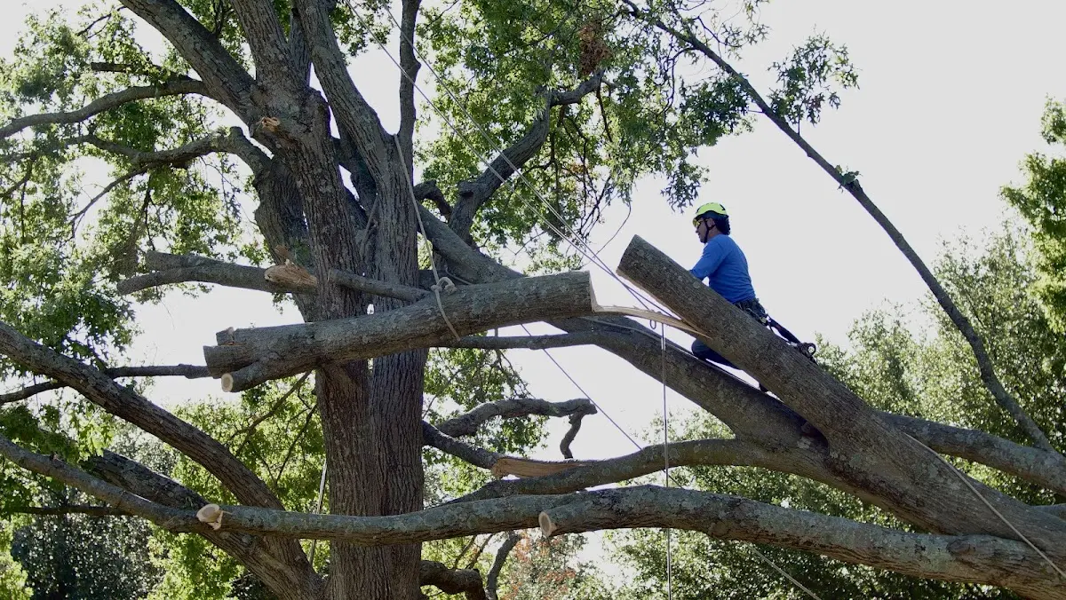 Professional Crown Thinning performed by certified arborists in Lowber